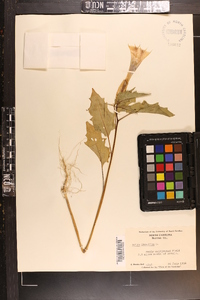 Datura stramonium image