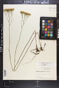 Bigelowia nudata image