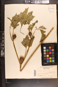 Datura stramonium image