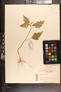 Datura stramonium image