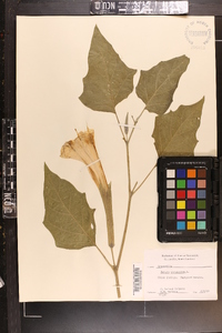 Datura stramonium image