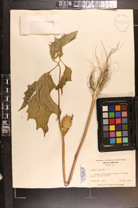 Datura stramonium image