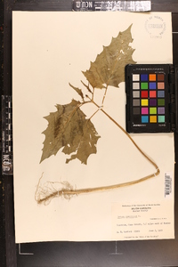 Datura stramonium image