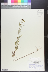 Bidens aristosa image