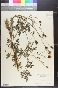 Bidens bipinnata image