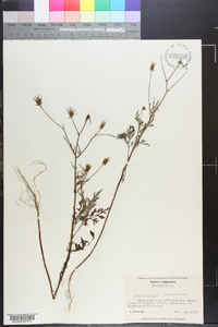 Bidens bipinnata image