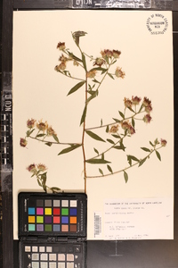 Aster carolinianus image