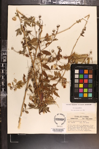 Aster carolinianus image