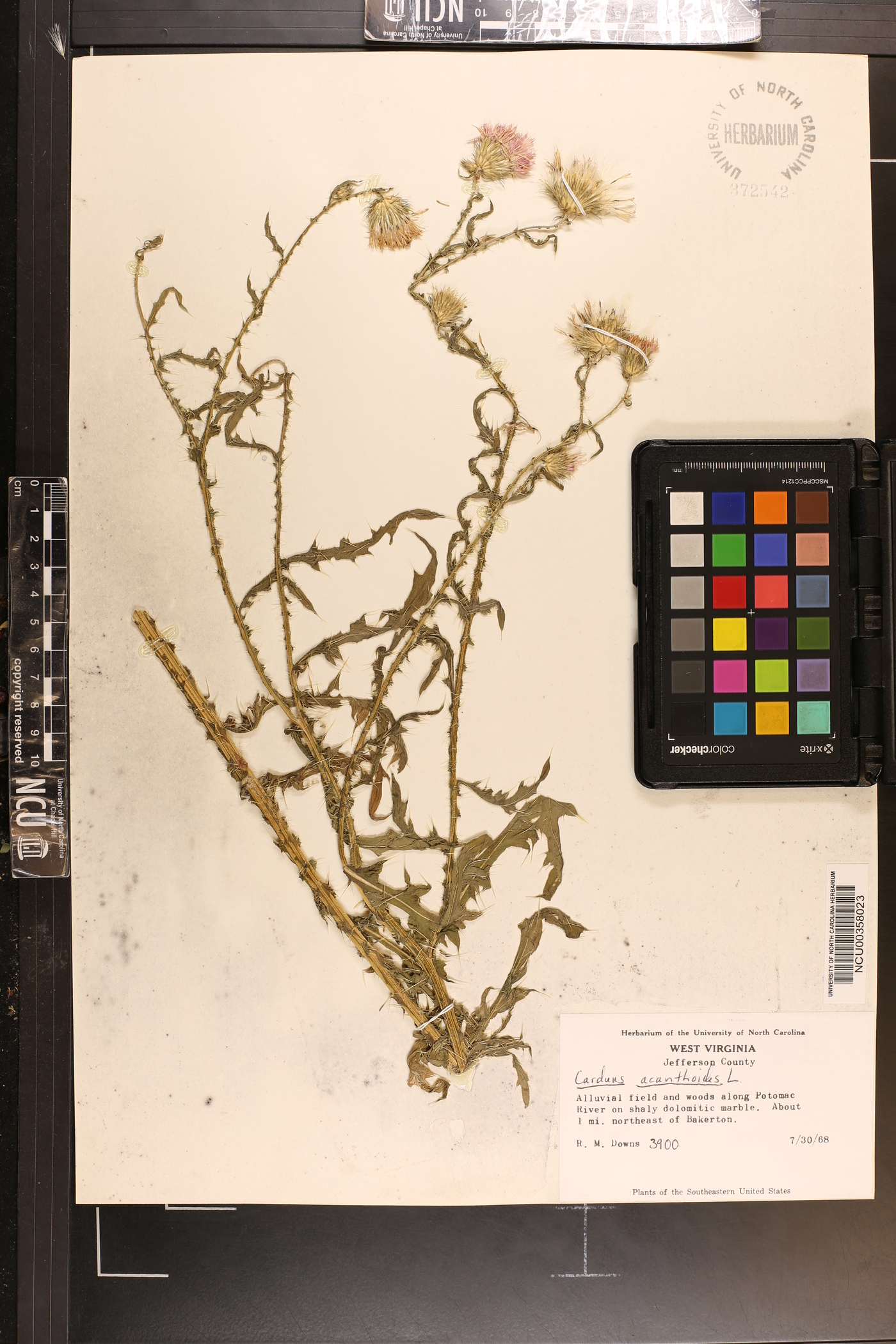 Carduus acanthoides image