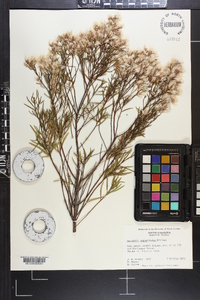 Baccharis angustifolia image