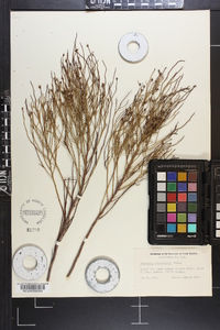 Baccharis angustifolia image