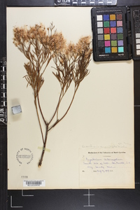 Baccharis angustifolia image