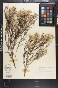 Baccharis angustifolia image