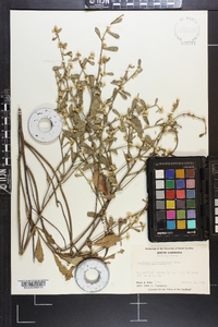 Baccharis glomeruliflora image