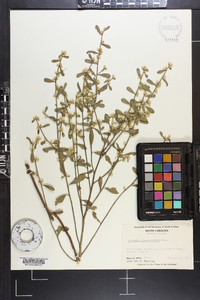 Baccharis glomeruliflora image