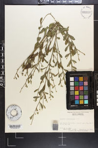 Baccharis glomeruliflora image