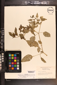 Physalis longifolia image