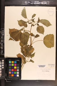 Physalis pubescens image