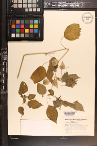 Physalis pubescens image