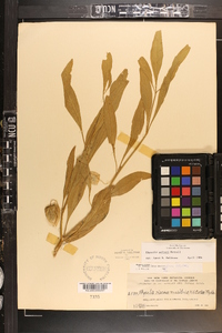 Physalis walteri image