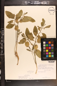 Physalis walteri image