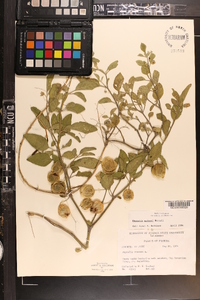 Physalis walteri image