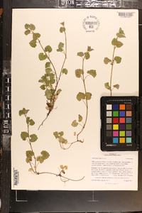 Glecoma hederacea image