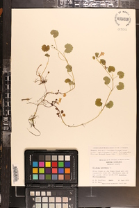 Glecoma hederacea image