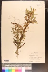 Cuscuta pentagona image