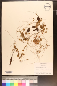 Cuscuta pentagona image