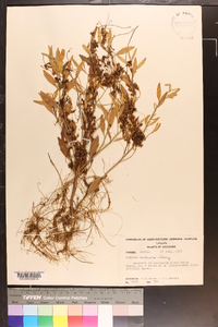 Cuscuta indecora image