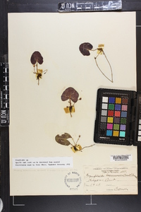 Nymphoides cordata image