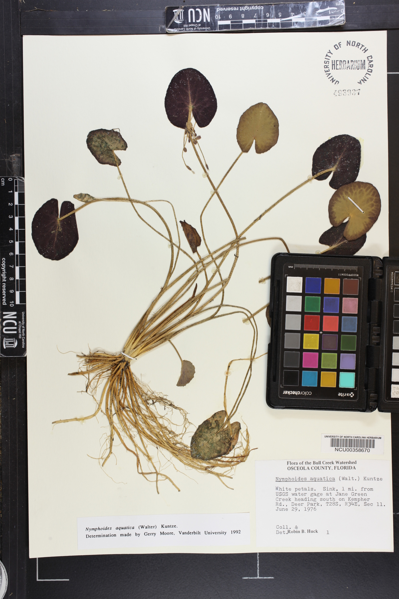 Nymphoides aquatica image