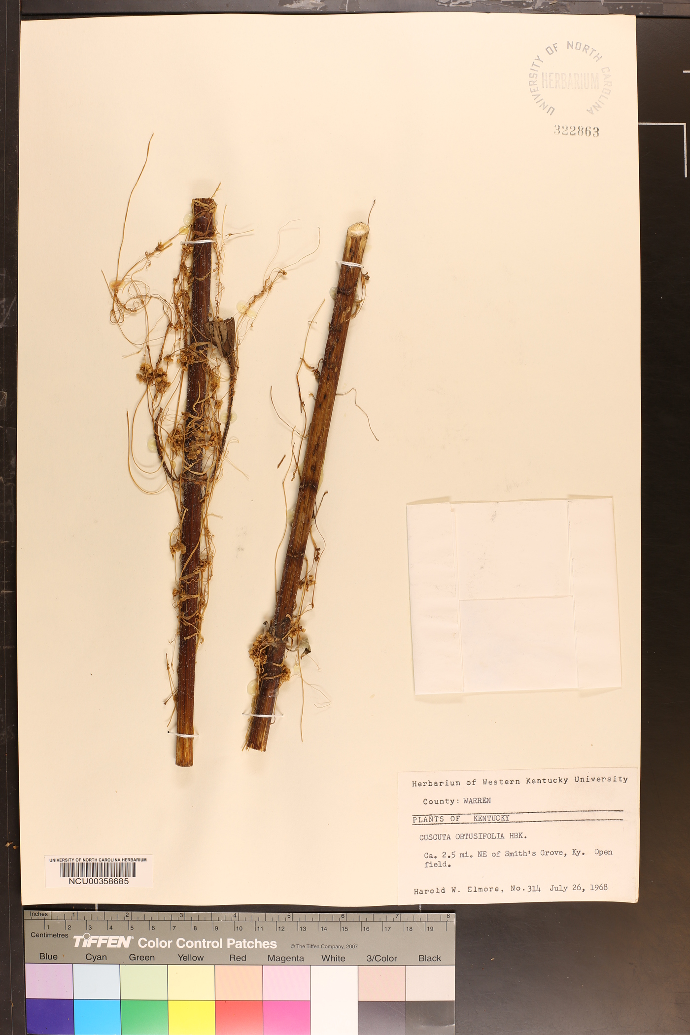 Cuscuta obtusiflora var. glandulosa image