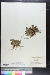 Chrysogonum virginianum image