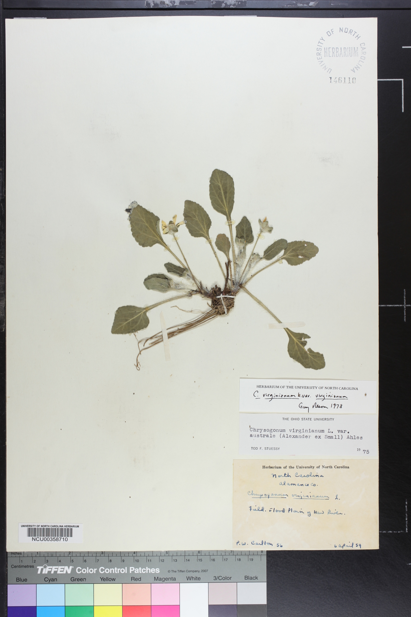 Chrysogonum virginianum var. virginianum image