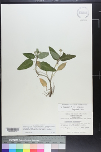 Chrysogonum virginianum image