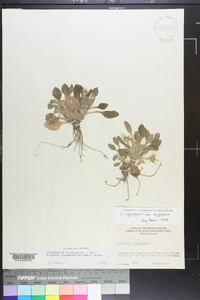 Chrysogonum virginianum image