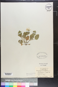 Chrysogonum virginianum image