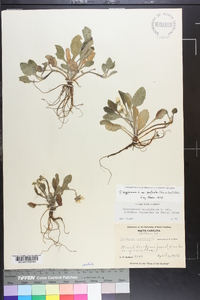 Chrysogonum virginianum image