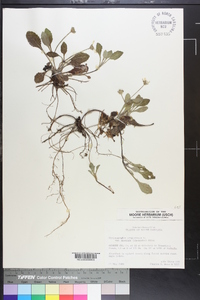 Chrysogonum virginianum image