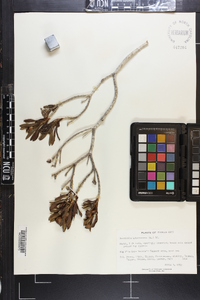 Borrichia arborescens image