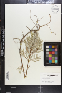 Borrichia frutescens image