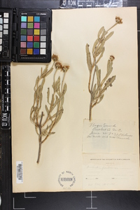 Borrichia frutescens image