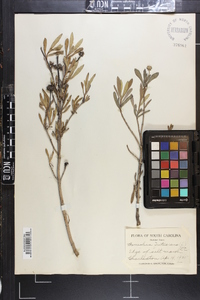 Borrichia frutescens image