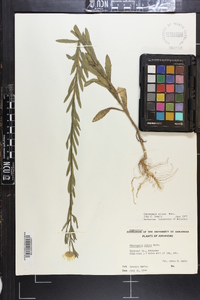 Bradburia pilosa image