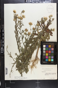Bradburia pilosa image