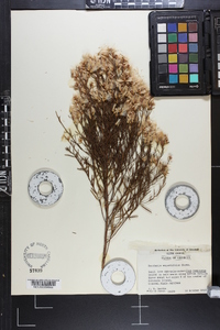 Baccharis angustifolia image