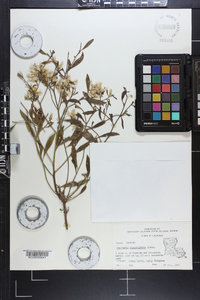 Baccharis angustifolia image