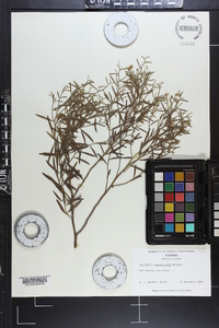 Baccharis angustifolia image